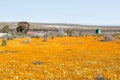 Wind generator in a sea of wild flowers