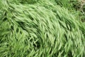 Wind on green grass 2 Royalty Free Stock Photo