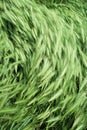 Wind on green grass Royalty Free Stock Photo