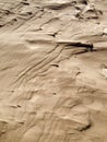 Intricate wind-blown sand ridges on the surface of a dune
