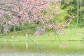 Wind himalayan cherry or prunus cerasoides or sakura