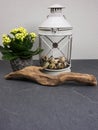 Wind light with kalanchoe indoor plant with easter eggs and driftwood at grey background