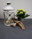 Wind light with kalanchoe indoor plant with easter eggs and driftwood at grey background