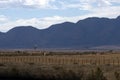 Wind mill seen on Moralana Scenic Drive, Flinders` Ranges, SA, Australia Royalty Free Stock Photo