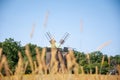 Wind mill. Windmill in a rural area. Wind Farm. Dutch windmill. Landscape with traditional Ukrainian windmills houses in Royalty Free Stock Photo