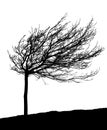 Wind-molded tree silhouette Royalty Free Stock Photo