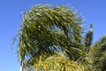 Wind. Palm leaves are bent by wind.