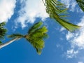 Wind and palm trees on the Catalonia Bavaro beach in the Dominican Republic Royalty Free Stock Photo