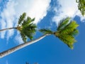 Wind and palm trees on the Catalonia Bavaro beach in the Dominican Republic Royalty Free Stock Photo