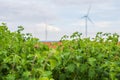 Wind power installations in agriculture the country. Royalty Free Stock Photo