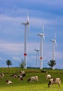 Wind power and organic grass fed cows 2