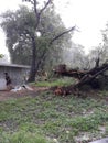 Wind, rain, storm, landslide, big tree falling