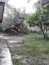 Wind, rain, storm, landslide, big tree falling Royalty Free Stock Photo