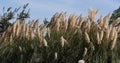 Wind in the Reeds, Camargue, in the South East of France