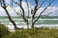 Wind refugees on the west coast of Prerow on Fischland-Dars on the German Baltic Sea. Royalty Free Stock Photo