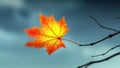 Wind Rips Last Maple Leaf From Branch On Background Of Autumn Sky