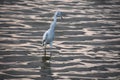 Wind Ruffliing the Feathers of a Wading Heron Royalty Free Stock Photo
