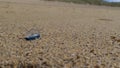 By the wind sailor, Velella Velella, washed up on Narin Beach, County Donegal - Republic of Ireland