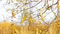 Wind shakes Autumn yellow leaves