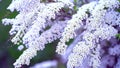 The wind shakes branches with white flowers in the wind. Spirea spira