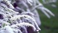 The wind shakes branches with white flowers in the wind. Spirea spira