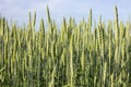 The wind shakes fresh ears of young green wheat on nature in sunny summer field. Royalty Free Stock Photo