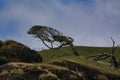 Wind shale tree