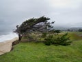 Wind shaping Cypress tree near the Pacific Ocean shore