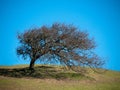 Wind shaping tree