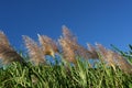 Wind in sugar cane fields