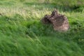 Wind sways grass around old tree stump Royalty Free Stock Photo