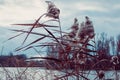 the wind sways the reeds on the river