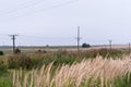 The wind sways the roadside fluffy grass