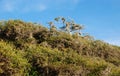 Wind swept bushes on Crescent Bay, North Laguna Beach, California. Royalty Free Stock Photo