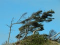 Wind Swept Coastal Trees Royalty Free Stock Photo