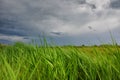 Wind swept grass and stormy sky Royalty Free Stock Photo