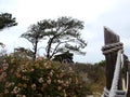 Wind Swept Growth of Pacific Coastal Trees and Floral on Cloudy, Hazy Day Royalty Free Stock Photo