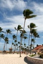 Wind Swept Palm Tree Resort Royalty Free Stock Photo