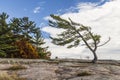 Wind Swept Pine Royalty Free Stock Photo