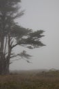 Wind swept tree on a misty day
