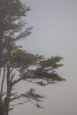 Wind swept tree in fog on Oregon coast