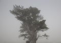 Wind swept tree and branches Royalty Free Stock Photo