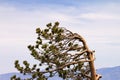 Wind Swept Tree Royalty Free Stock Photo