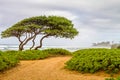 Wind swept tree and green ground plants on beach in Kuaui