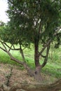 Wind swept tree growing at a slant Royalty Free Stock Photo