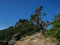 Wind swept tree in the mountains