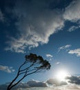 Wind swept tree Royalty Free Stock Photo