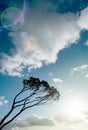 Wind swept tree Royalty Free Stock Photo