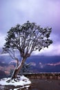 Wind-Swept Tree on West Rim Grand Canyon