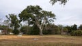 Wind swept tree Royalty Free Stock Photo